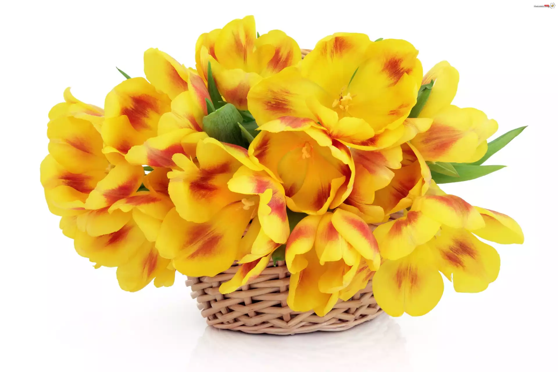 Tulipany, Wiklinowy, Koszyk