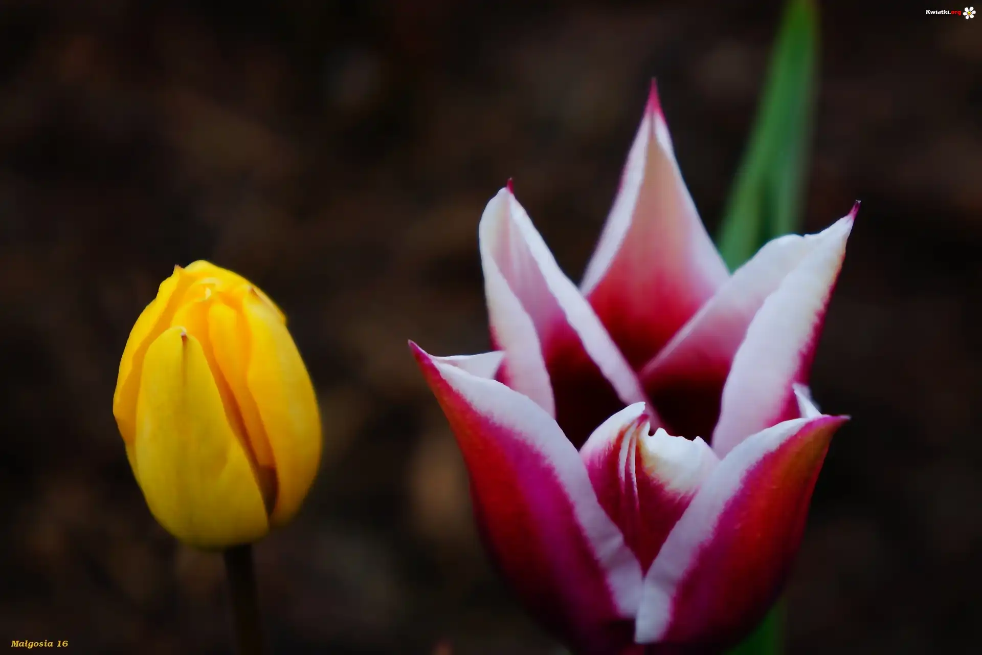 Kwiaty, Wiosenne, Tulipany
