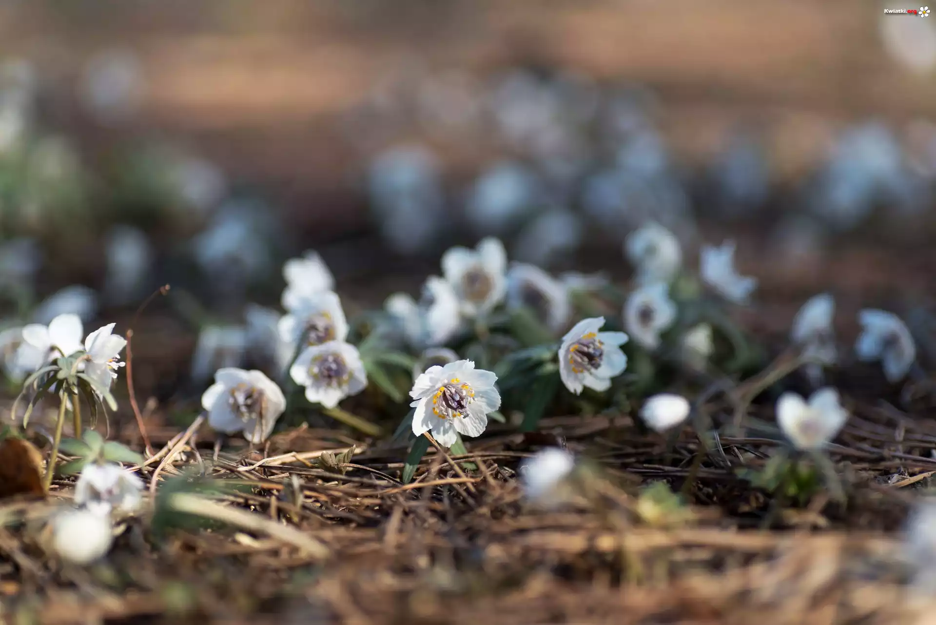 Wiosenne, Kwiatki, Eranthis pinnatifida, Ranniki, Ściółka