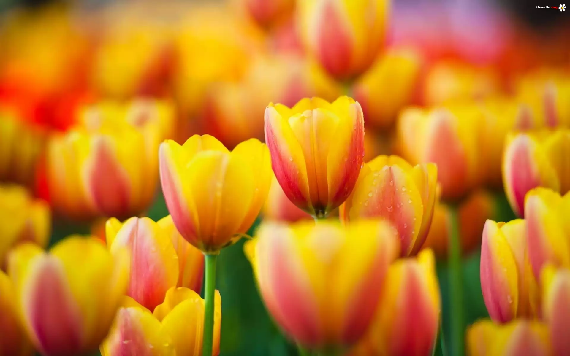 Wiosenne, Tulipany