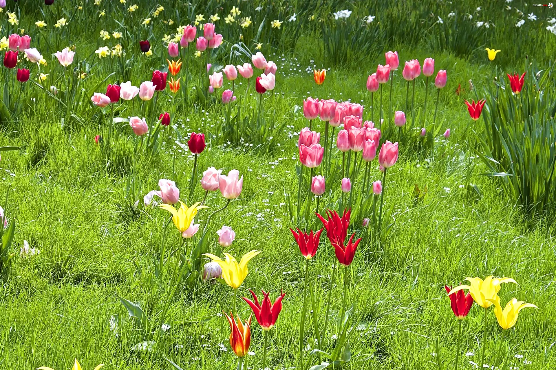 Wiosna, Łąka, Kolorowe, Tulipany