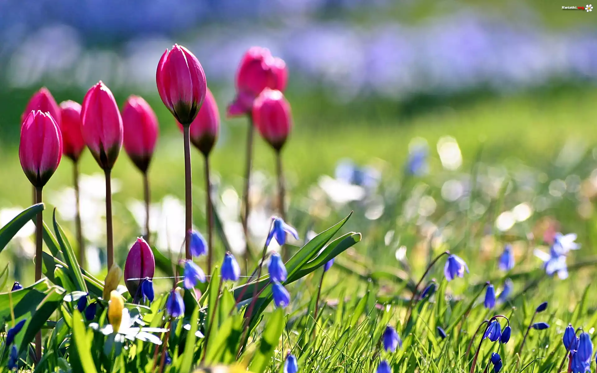 Wiosna, Ogród, Tulipany, Cebulice