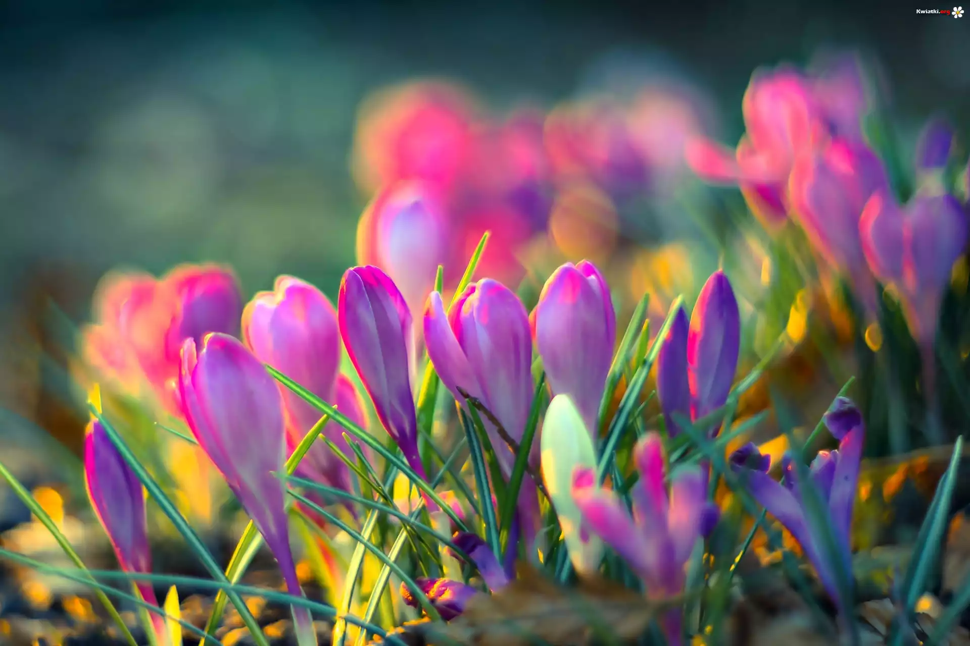 Wiosna, Krokusy, Światło, Bokeh
