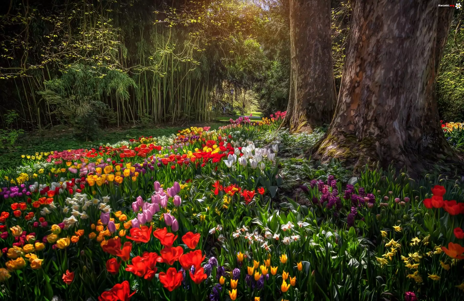 Niemcy, Badenia-Wirtembergia, Wyspa Mainau, Ogród, Park, Tulipany, Alejka, Grafika, Paintography