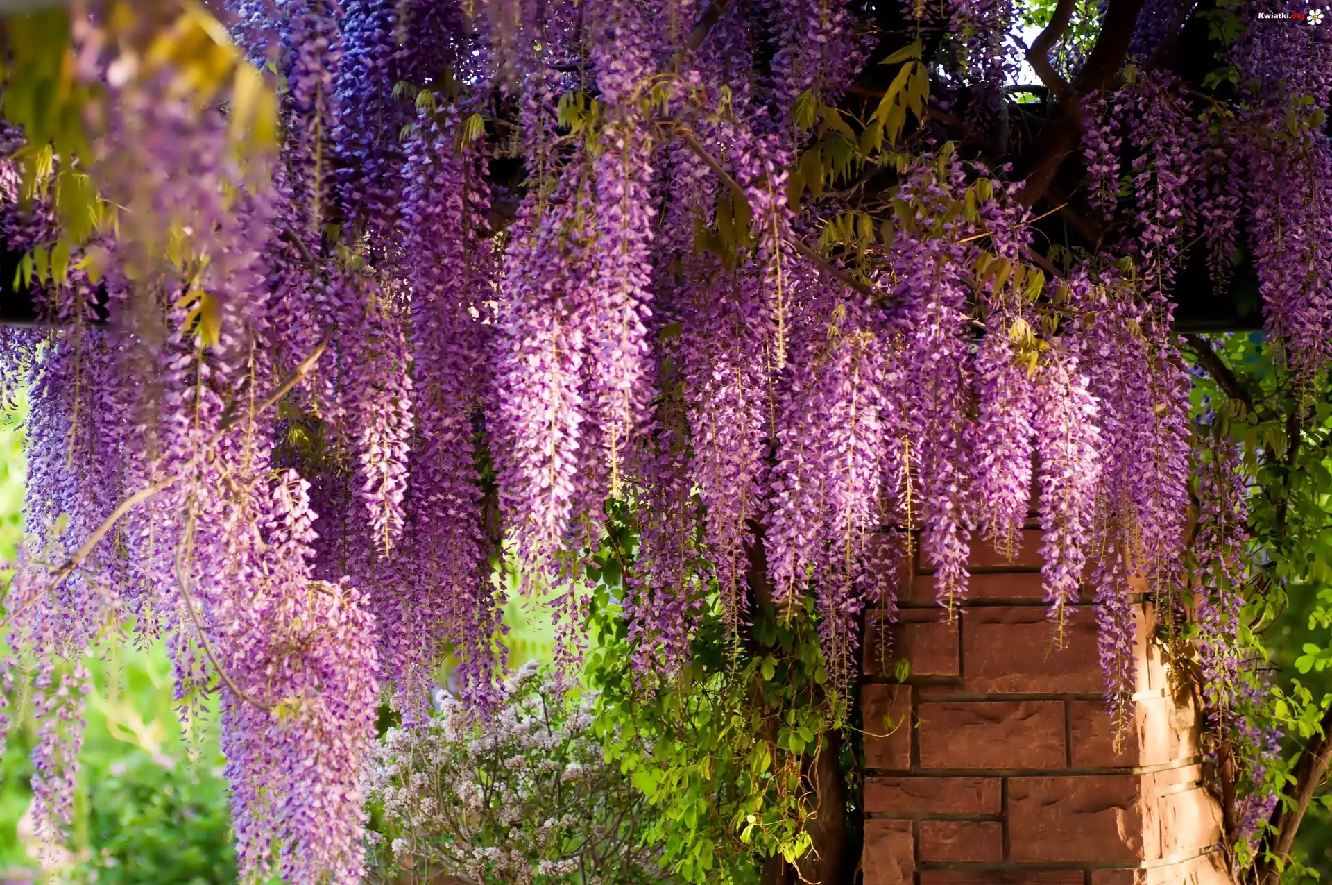 Kwiaty, Wiszące, Wisteria