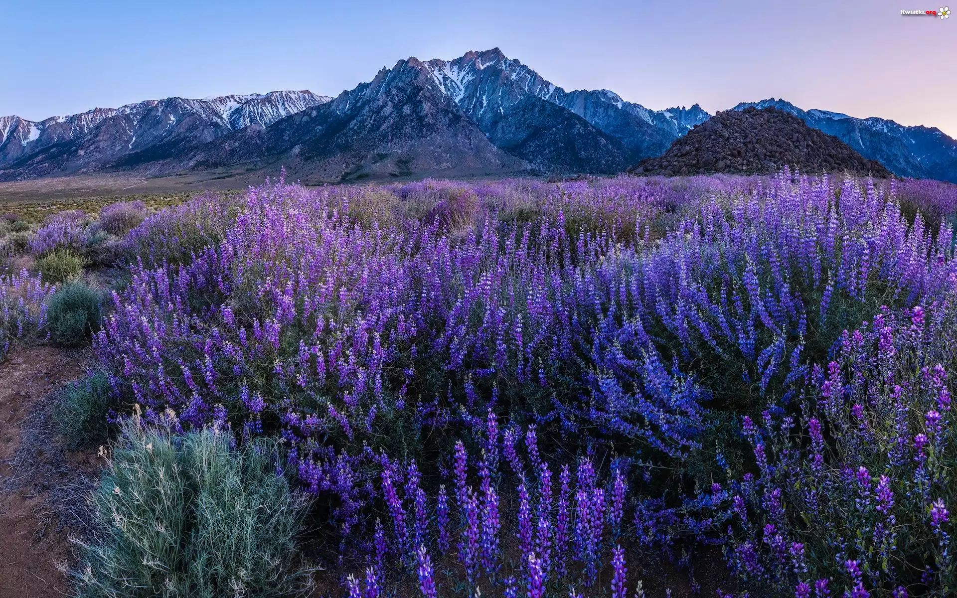 Stany Zjednoczone, Kalifornia, Alabama Hills, Mount Withney, Góry, Rośliny, Kwiaty, Łubin