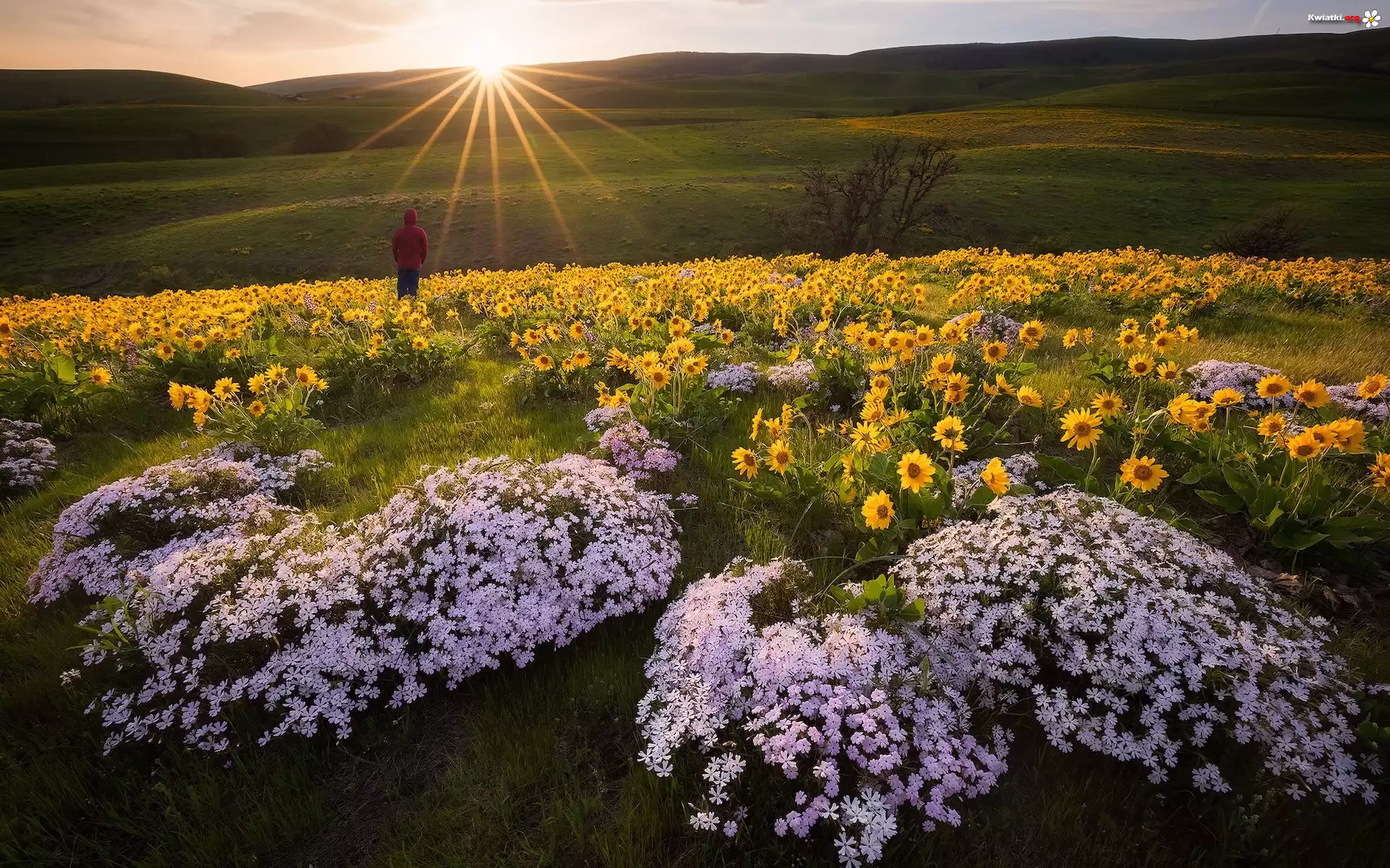 Wzgórze, Wschód słońca, Łąka, Kwiaty, Balsamorhiza, Floks, Postać, Rezerwat przyrody Columbia River Gorge, Stan Waszyngton, Stany Zjednoczone