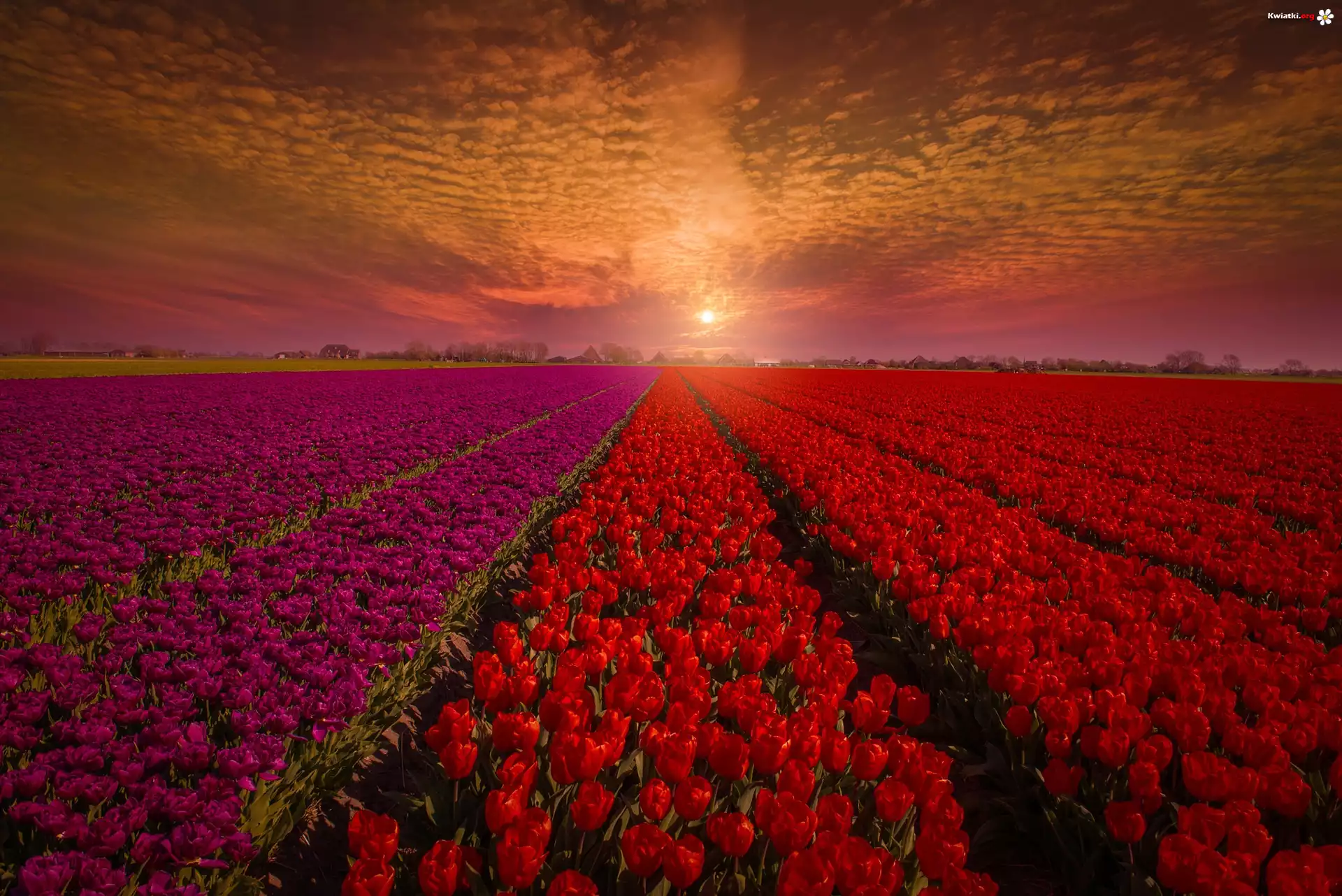 Zachód słońca, Tulipany, Pole, Uprawa