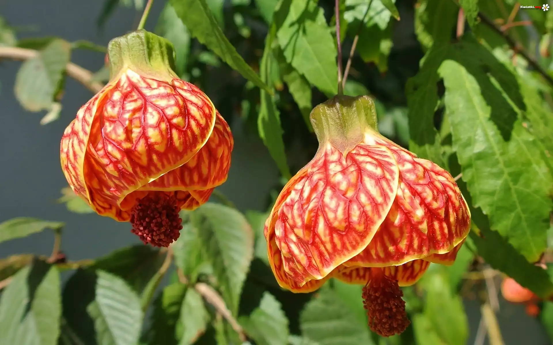 Zaślaz Mieszańcowy, Abutilon, Pomarańczowe, Kwiaty
