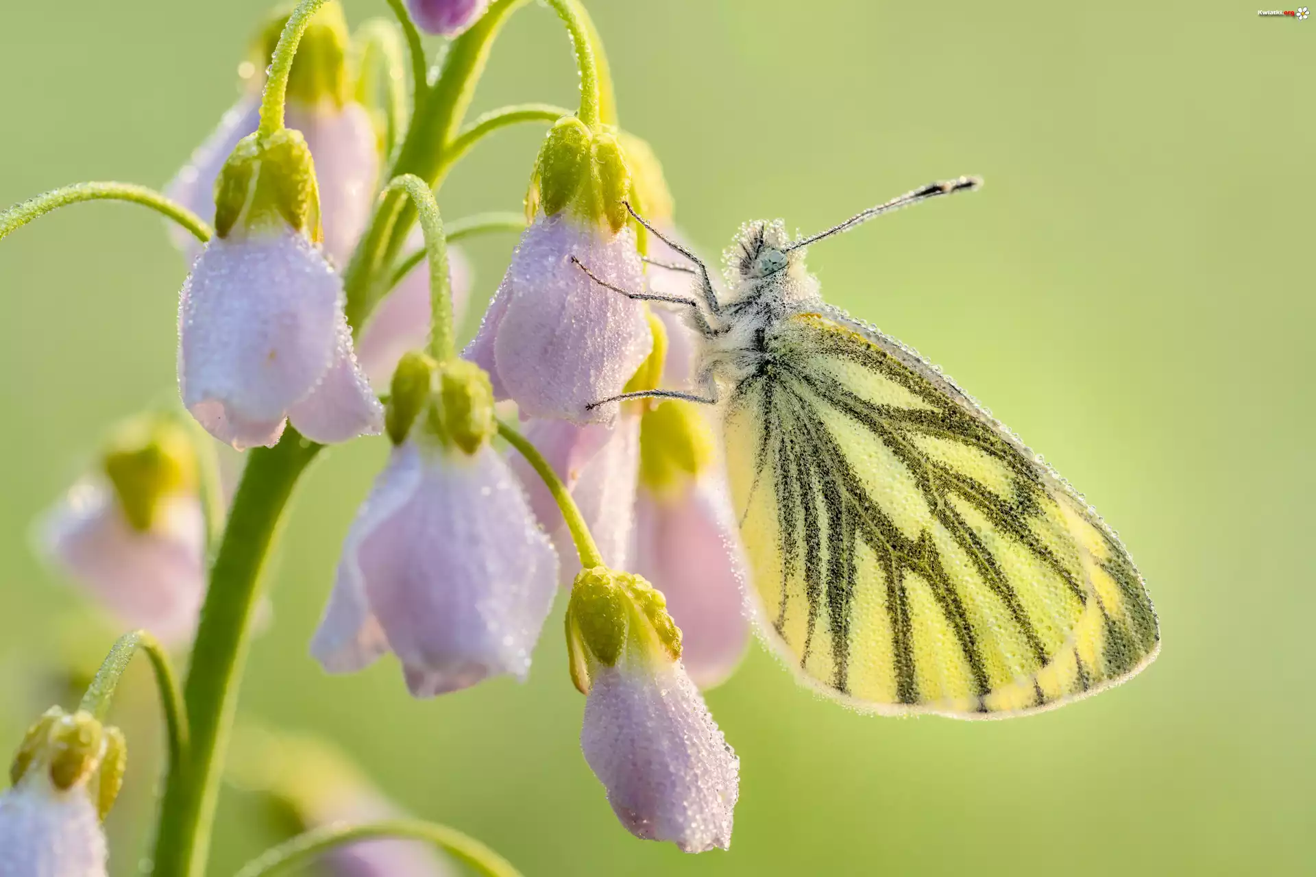Motyl, Bielinek bytomkowiec, Zbliżenie, Gałązka, Liliowe, Kwiaty
