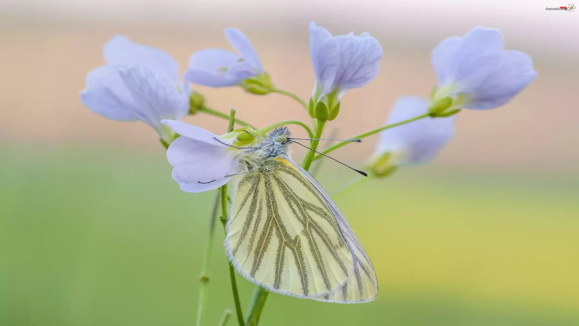 Motyl, Bielinek bytomkowiec, Zbliżenie, Gałązka, Kwiaty
