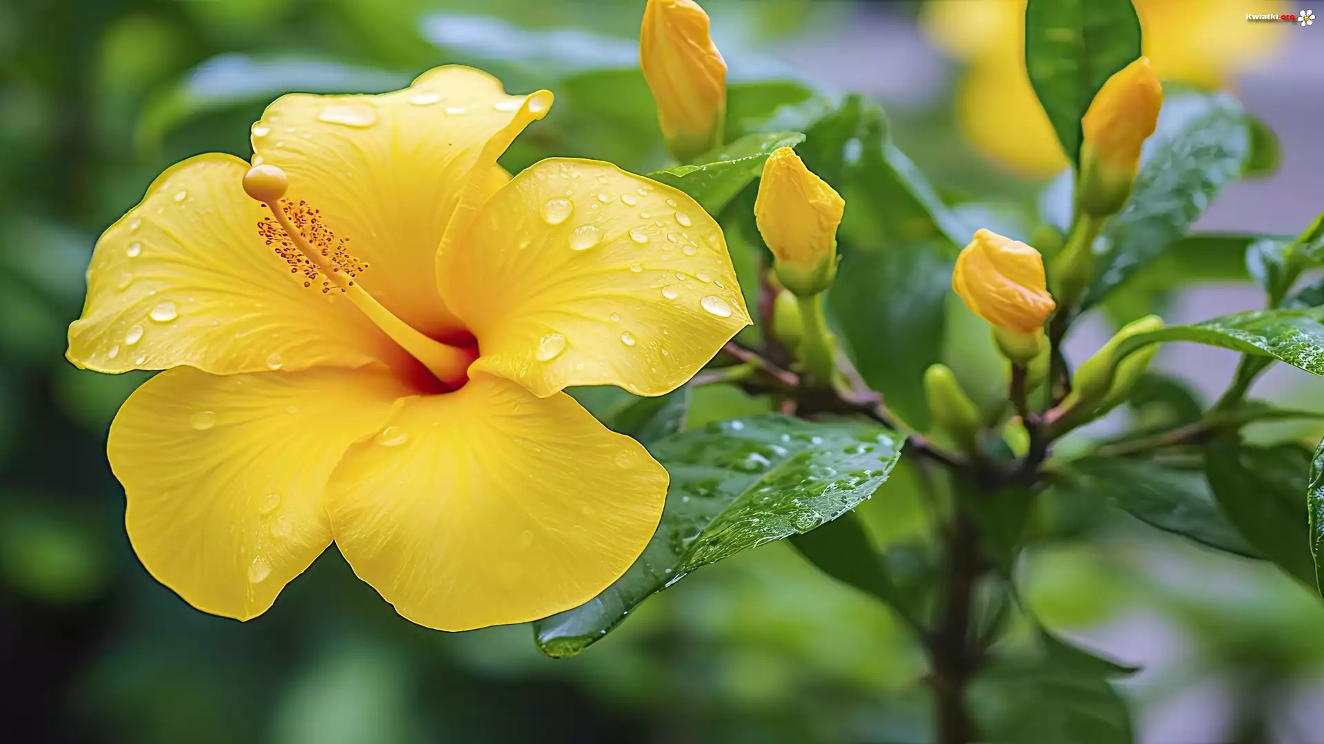 Żółty, Hibiskus, Krople, Zbliżenie