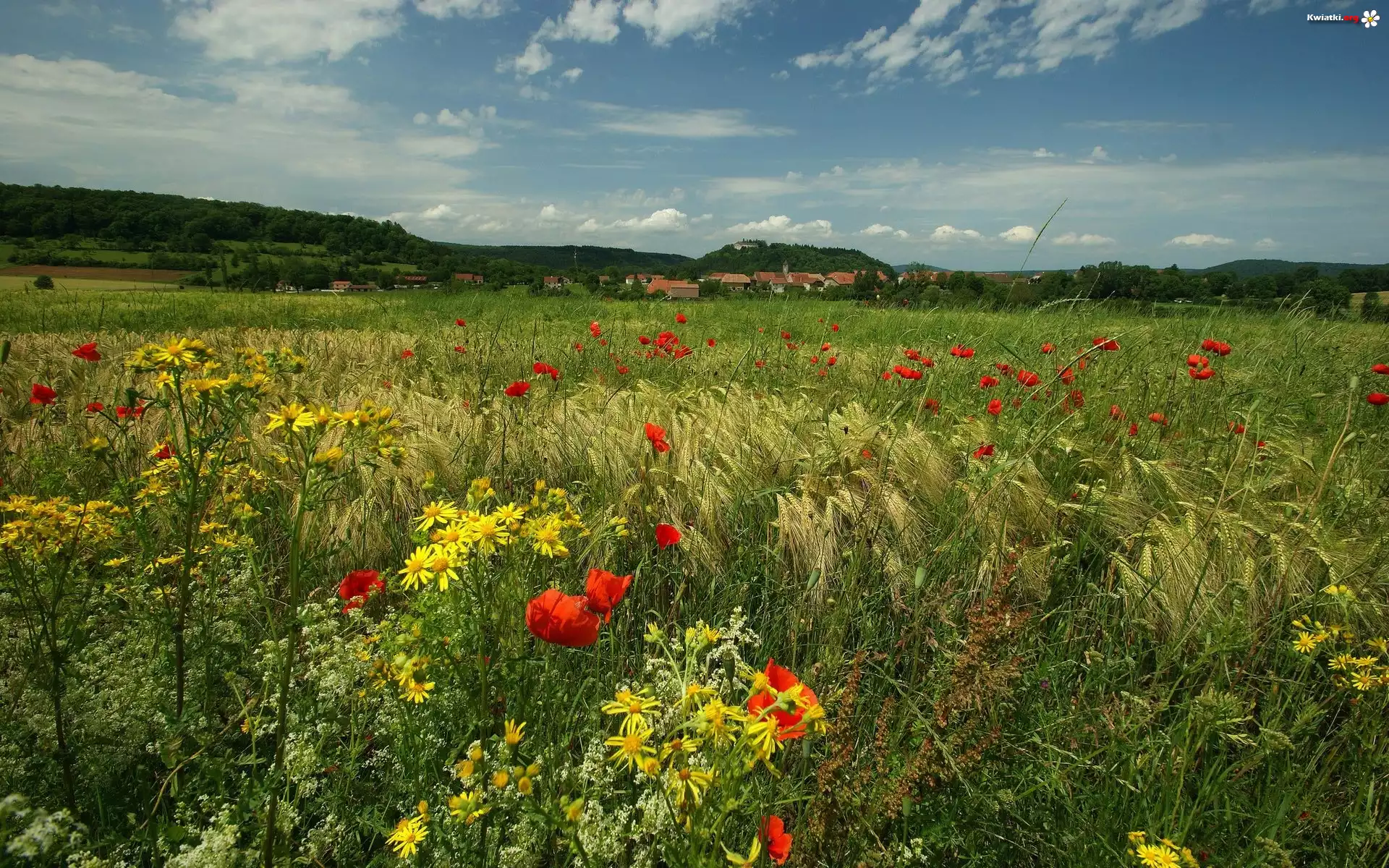 Łąka, Zboże, Maki
