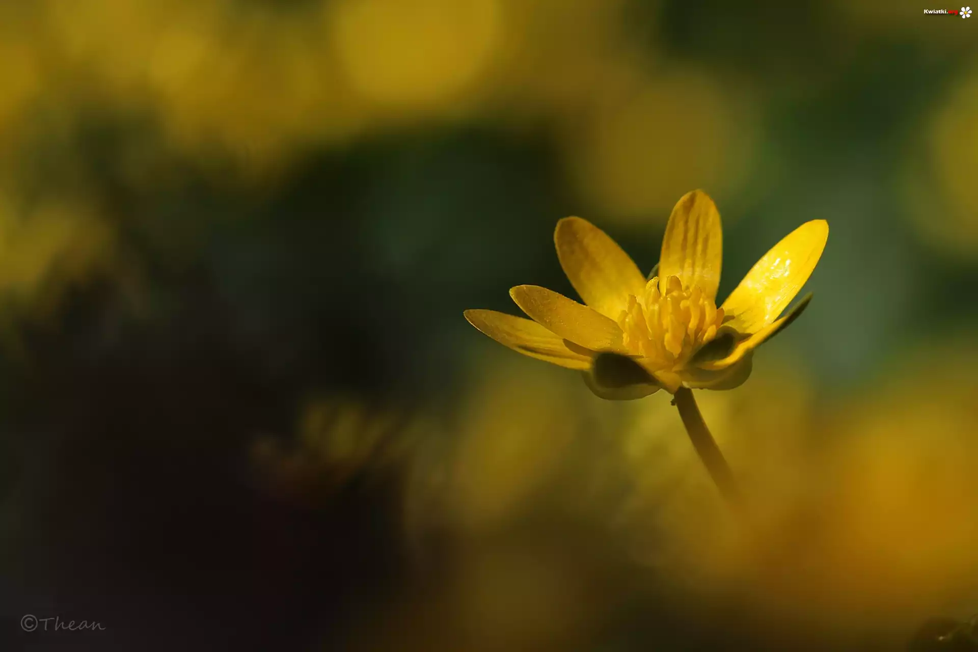 Ziarnopłon Wiosenny, Żółty, Kwiat